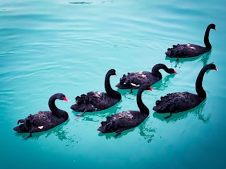 swan floating on sea