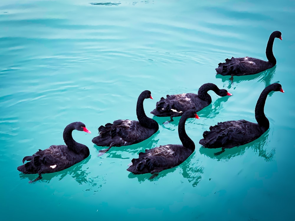 swan floating on sea