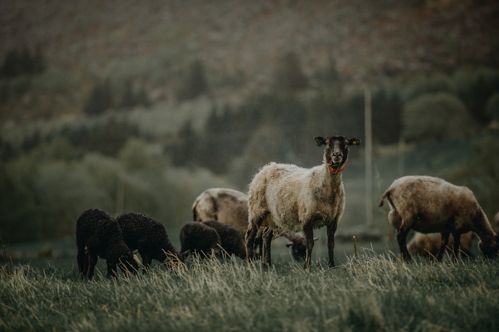 Photographie sélective de chèvres brunes