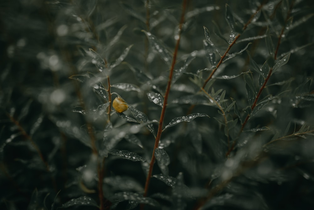 water drops in green leaf plants