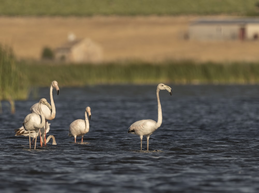 white birds on body of water at daytime