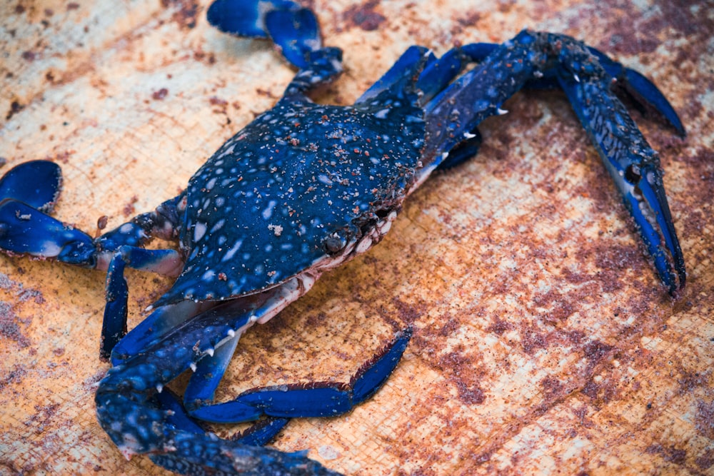 blue crab on brown surface