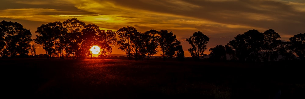 silhouette of trees