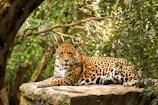 A jaguar resting silently among lush green jungle foliage at dawn.