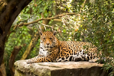 A majestic jaguar lies on a stone platform surrounded by lush green foliage. Its coat features the distinctive golden and black rosette pattern. The setting is a dense forest with sunlight filtering through the leaves.