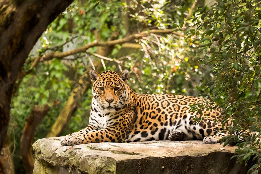 leopardo adulto acostado en la roca
