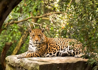 adult leopard lying on rock