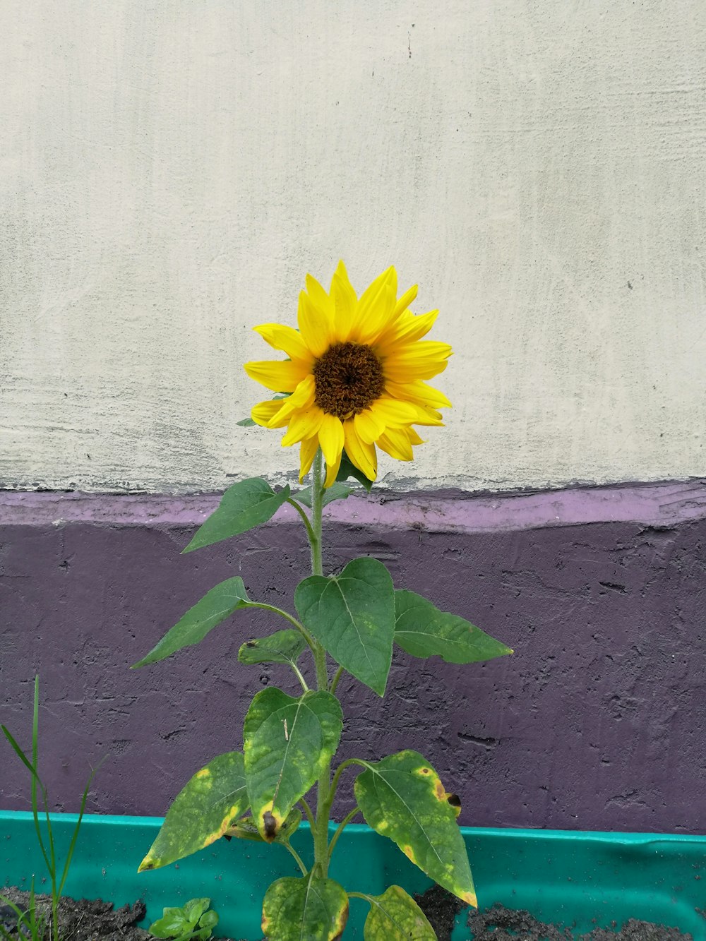 Photographie de tournesol