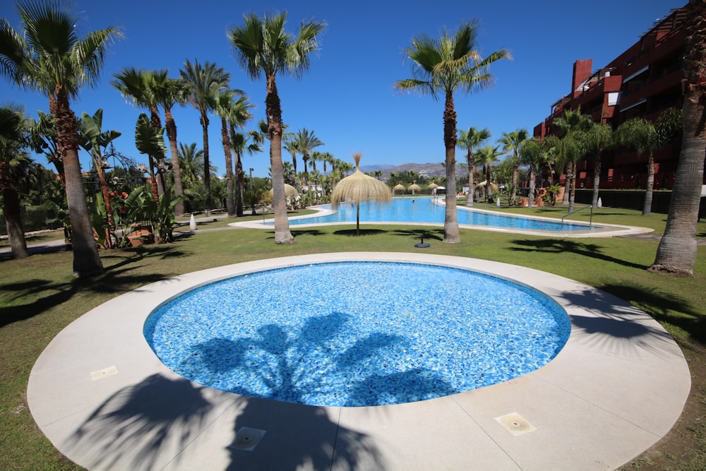 round white swimming pool near palm trees