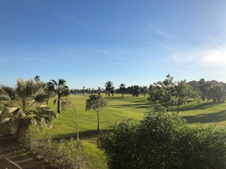 tall trees on field