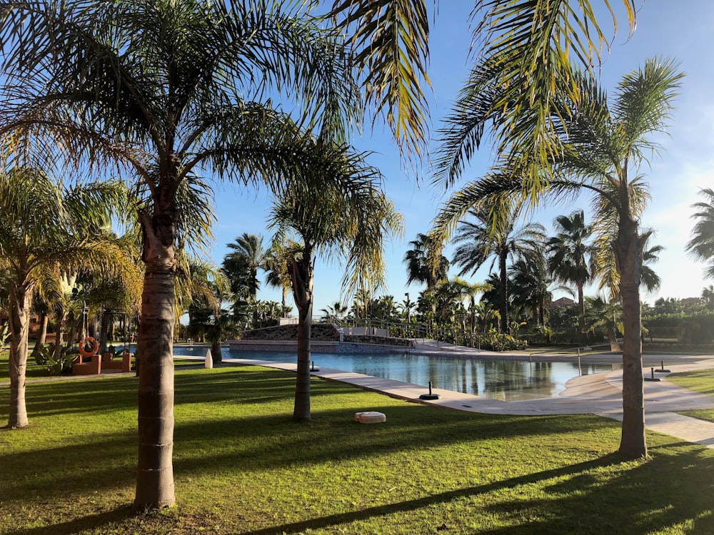 tall trees beside pool