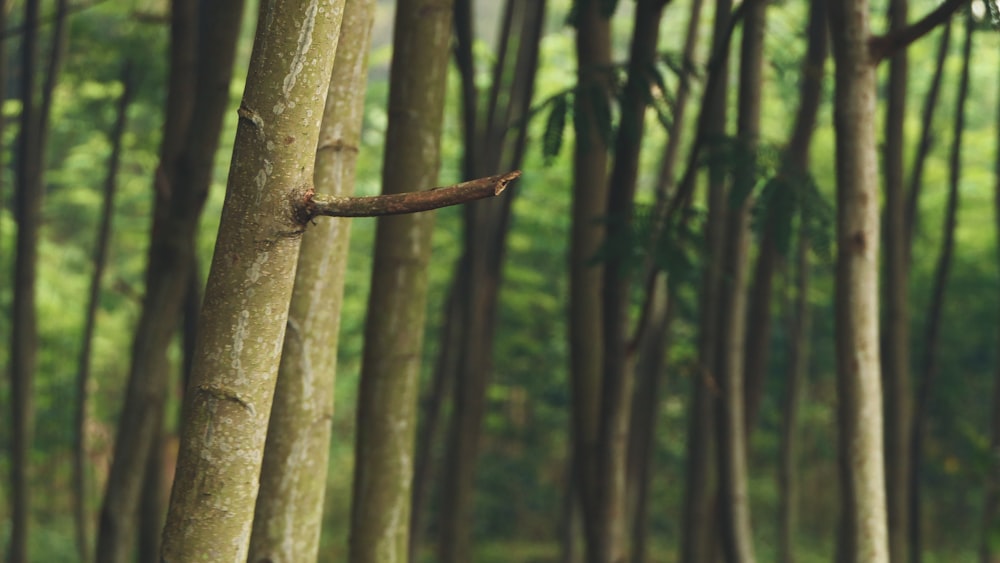 macro photography of green trees