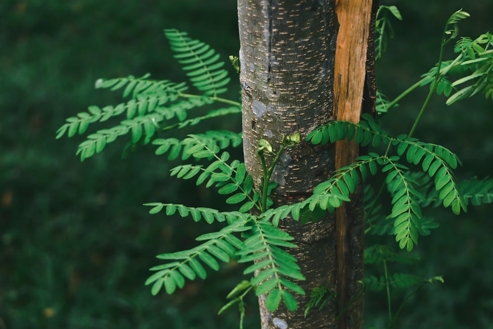 green leafy tree branch