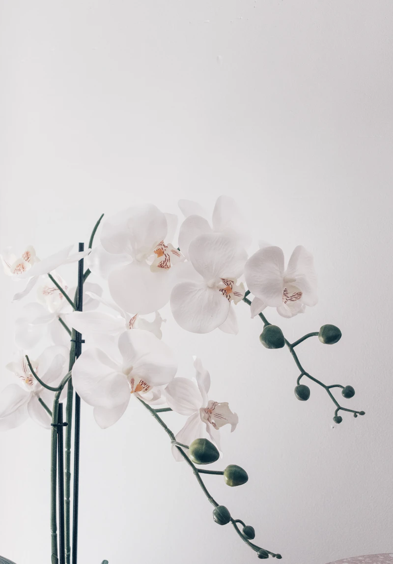 White Orchids Arrangement