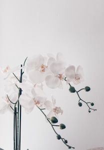 White orchids with delicate petals and dark centers are arranged against a soft white background. The elegant flowers are attached to slender green stems, some of which have unopened buds.
