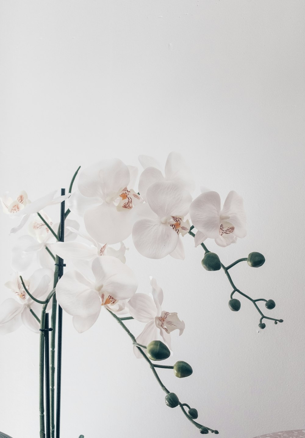 Flores de orquídeas blancas