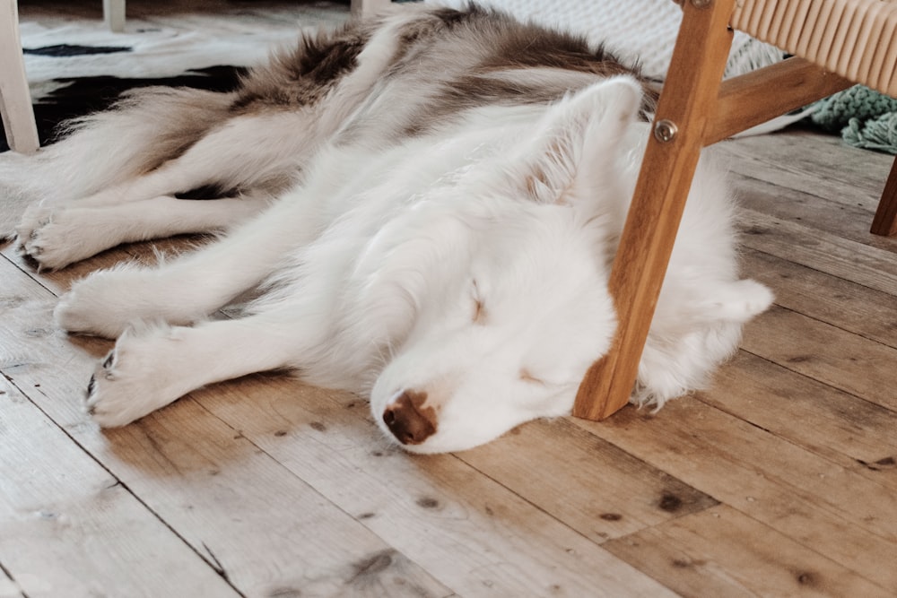 short-coated white dog close-up photography