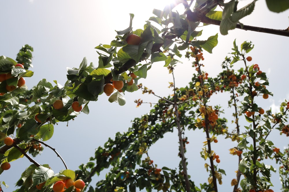 Un albero pieno di un sacco di arance sotto un cielo blu