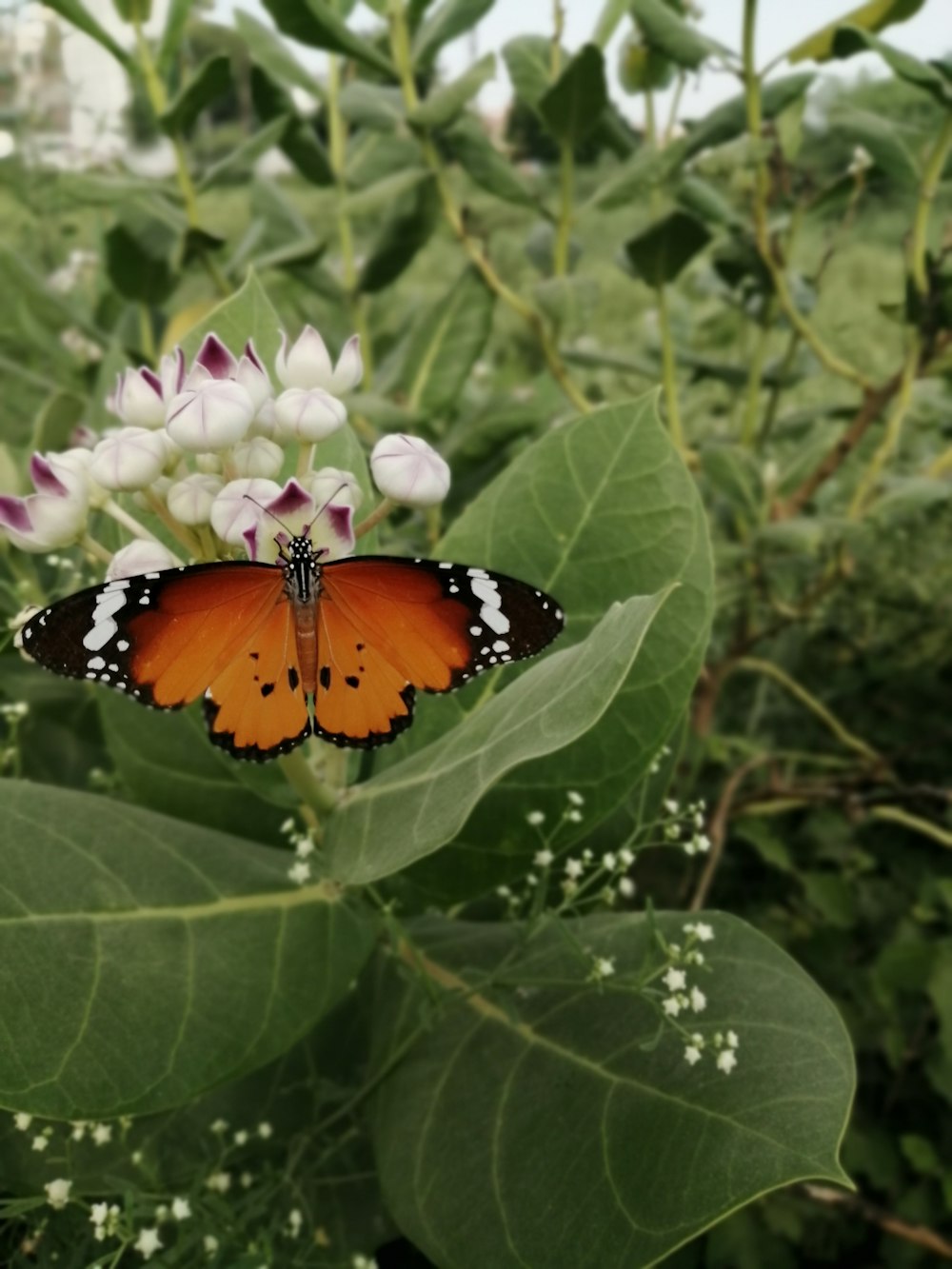 brown and black butterfly close-up photography