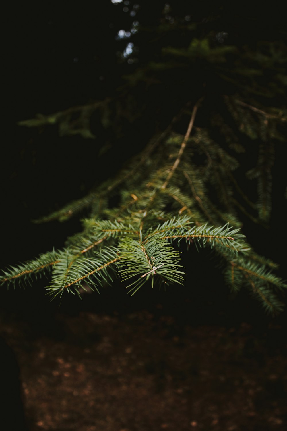 green spruce leaves