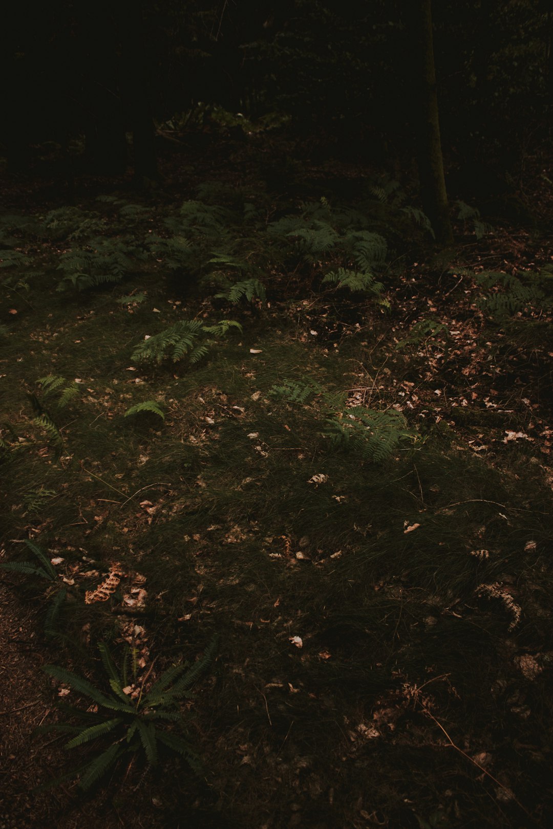 green fern plants