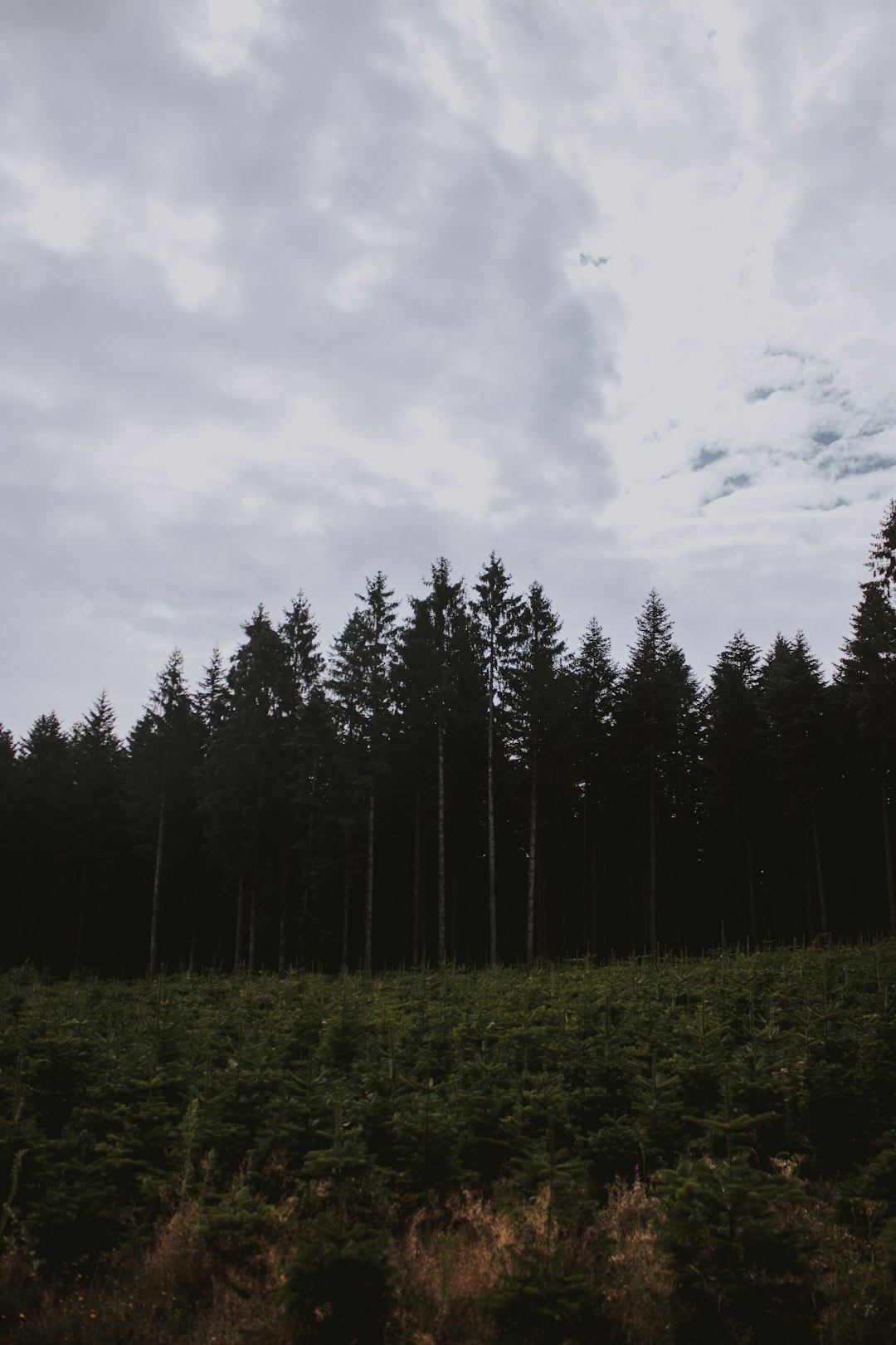 green tree and grass during daytime