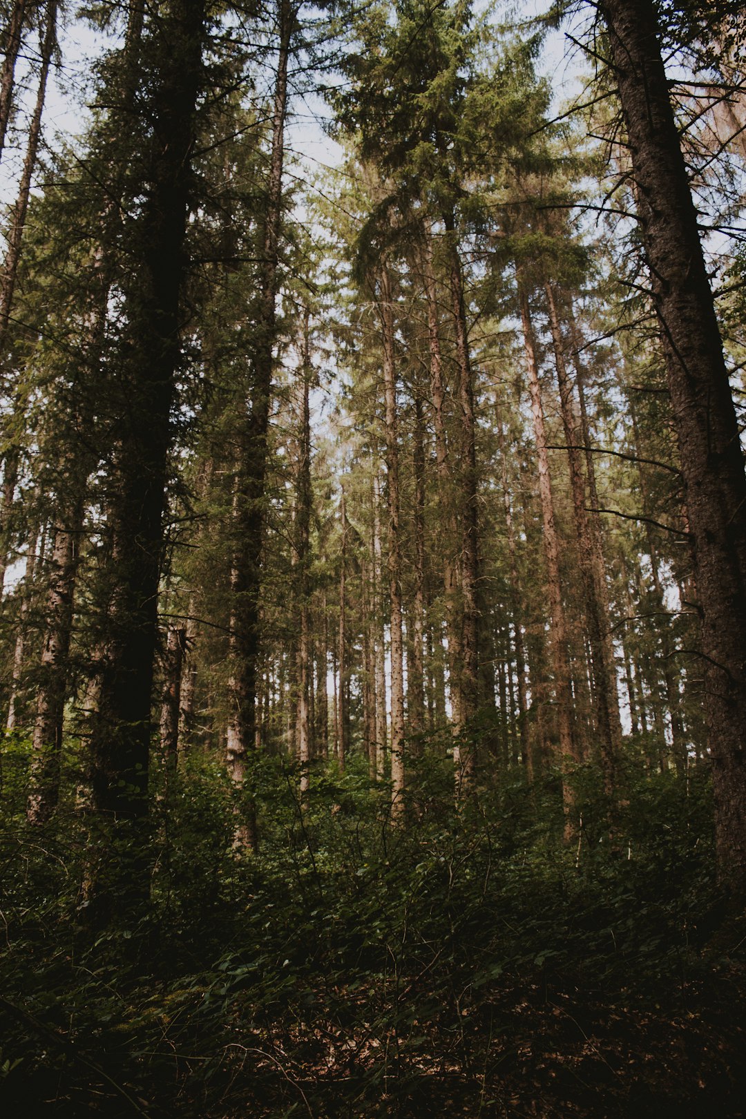 tall green trees during daytime