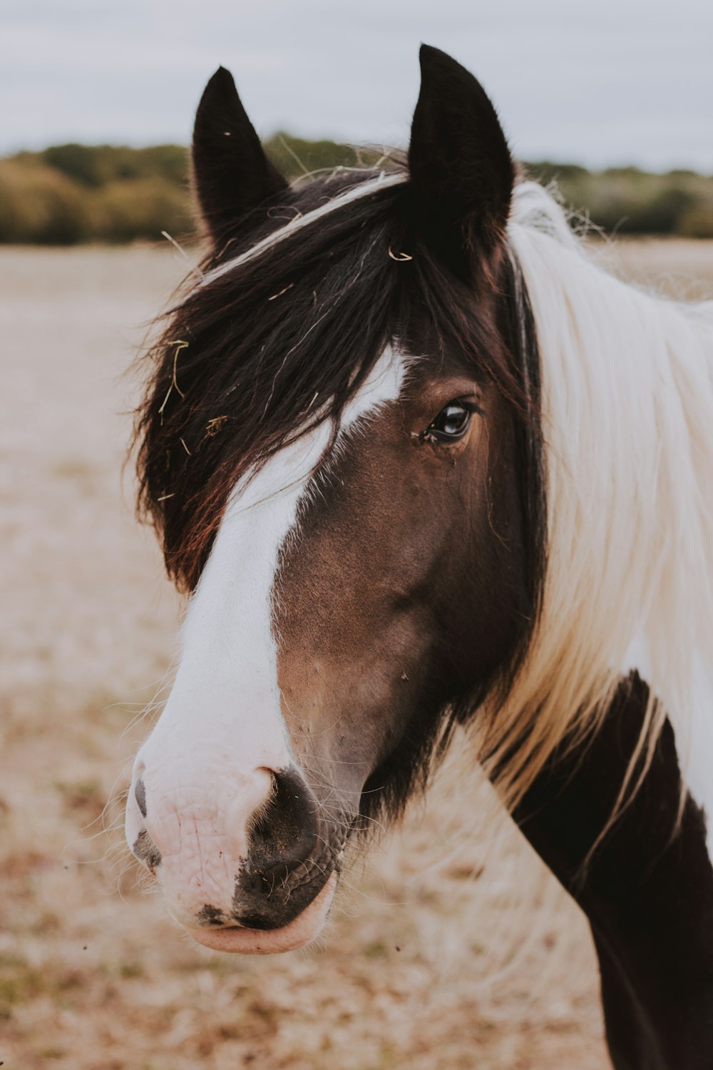 black and white stallion horse in field g