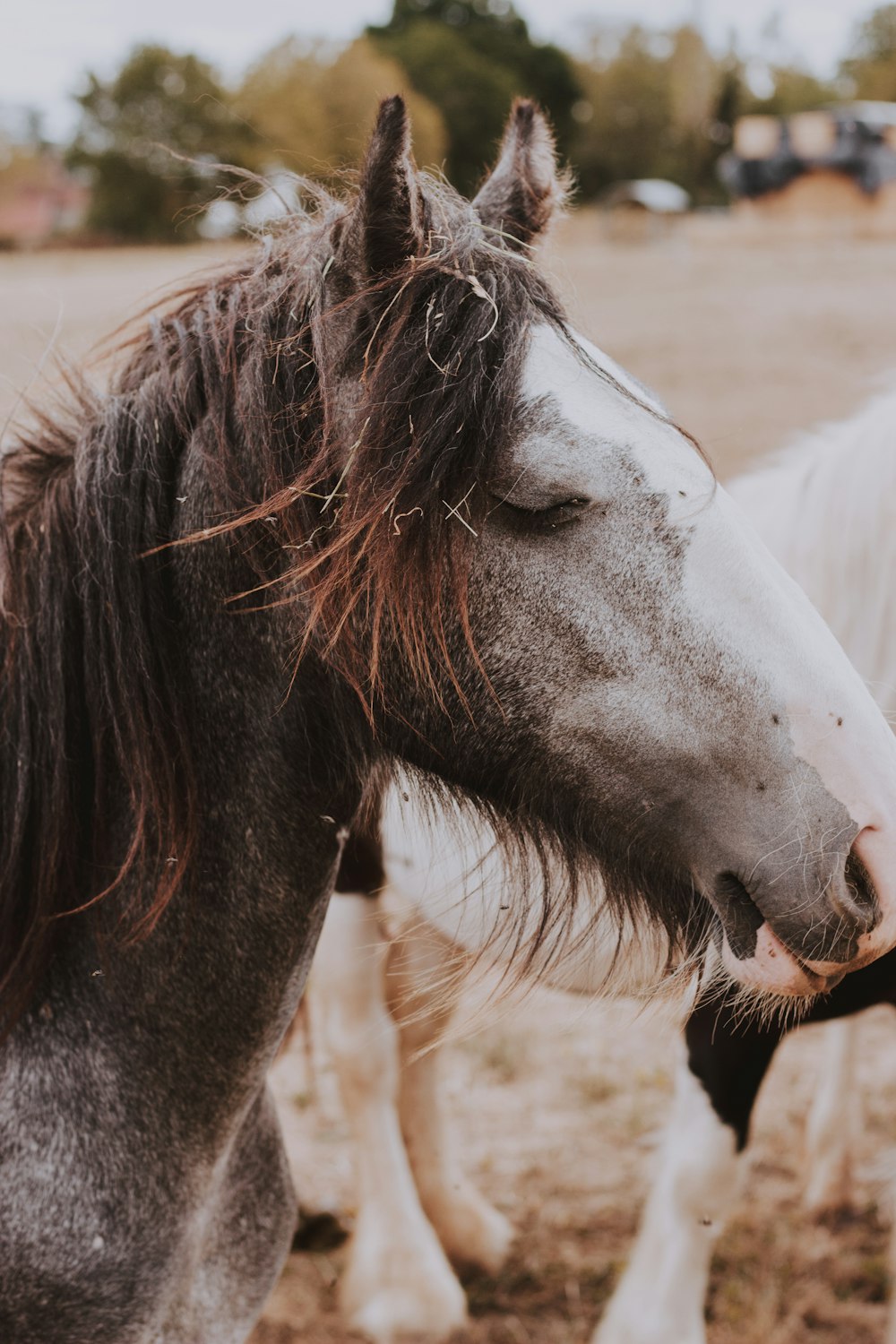 gray and white horse outdoor during daytime