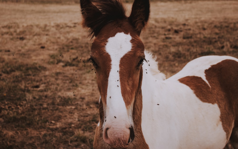 白と茶色の馬は、日中は屋外で