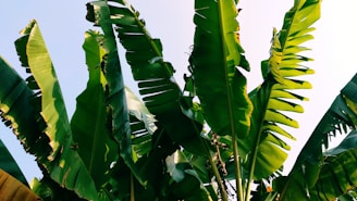 green banana tree