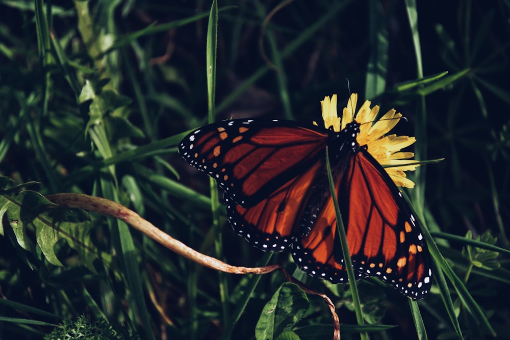 brown butterfly on plants