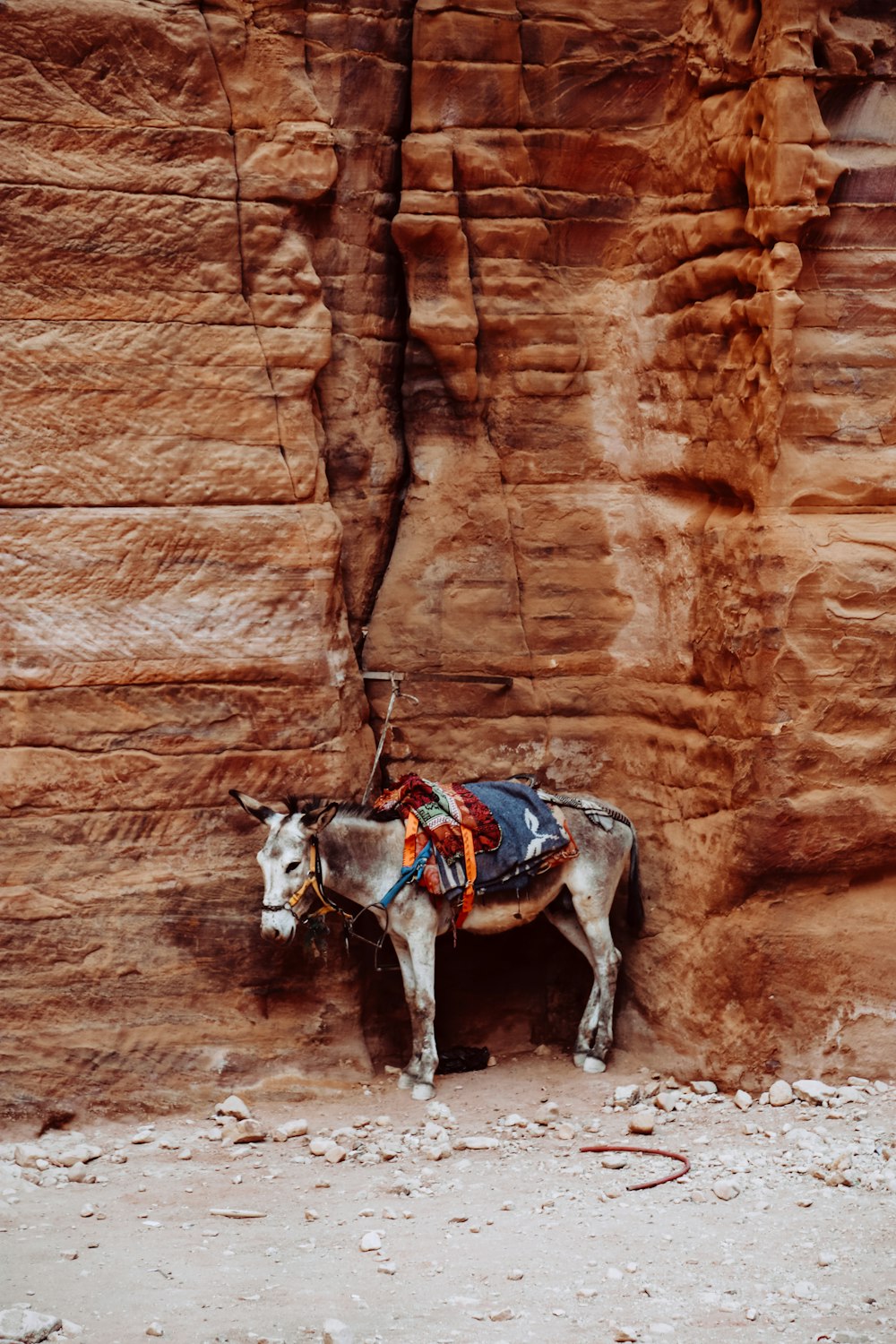 white and black horse beside rock formation