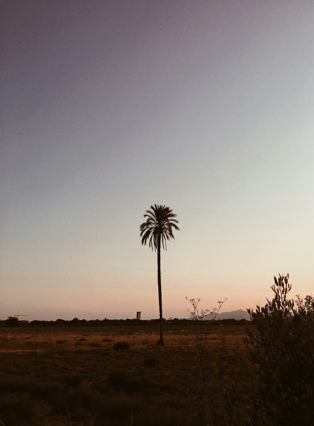 green coconut tree