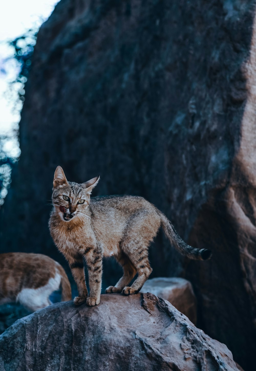 grey cat on rock