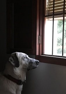 short-coated white dog near open window