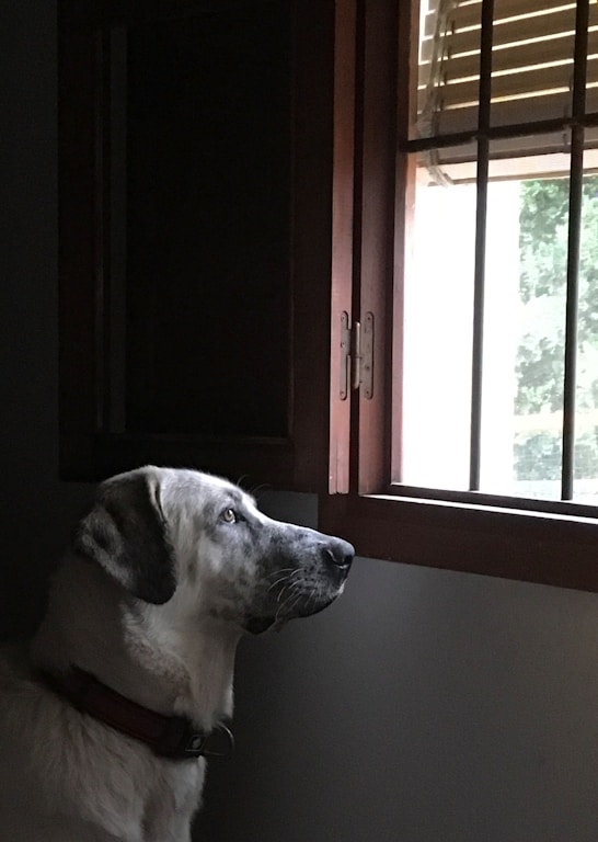 short-coated white dog near open window