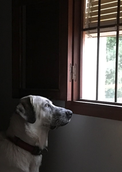 Best Calming Treats for Dogs UK: Do They Actually Work?
