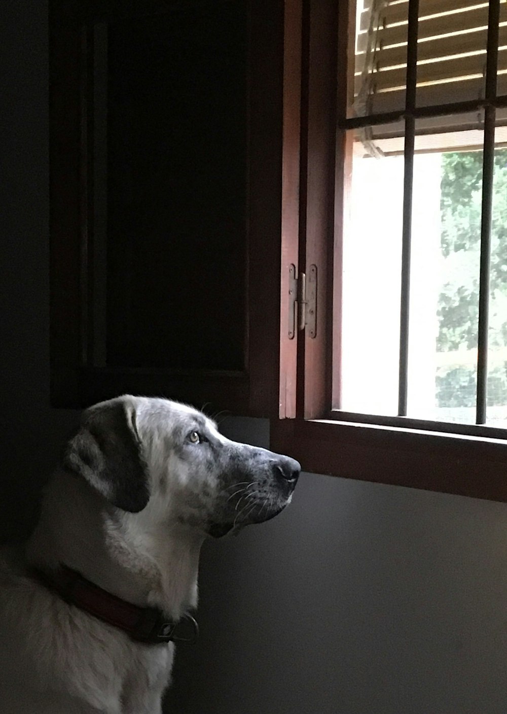 short-coated white dog near open window