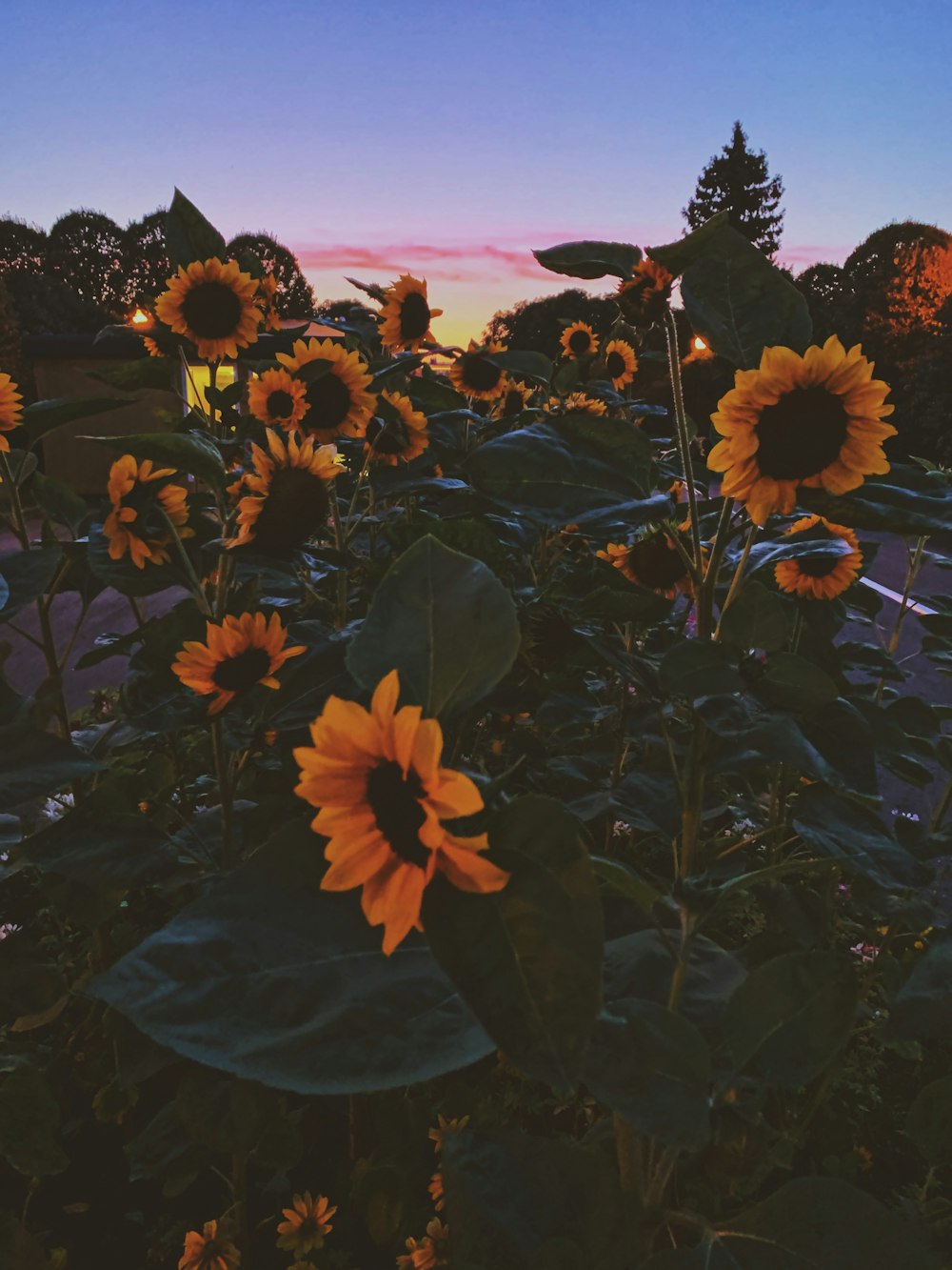 closeup photo of yellow sunflowers