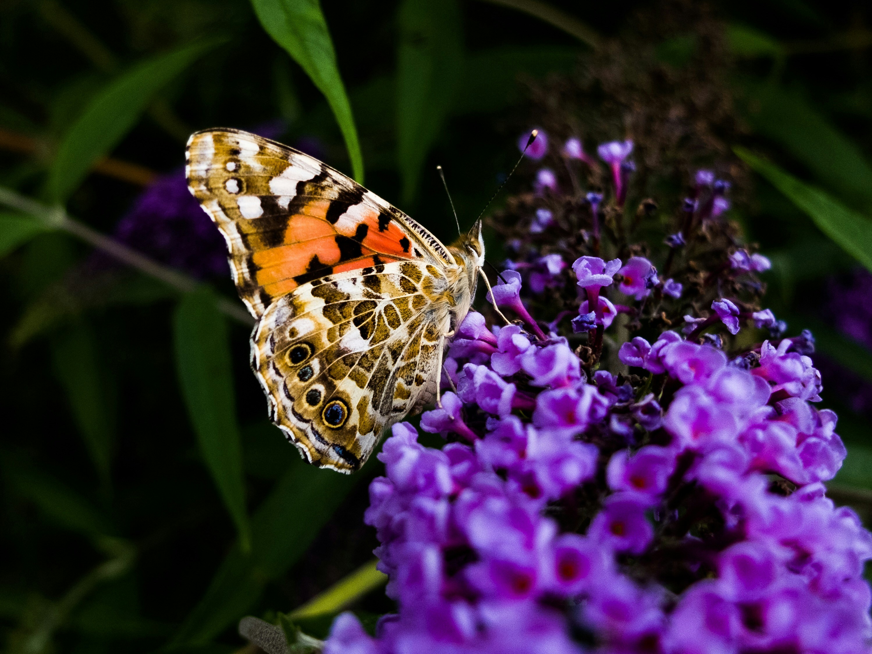 Photo by marosch