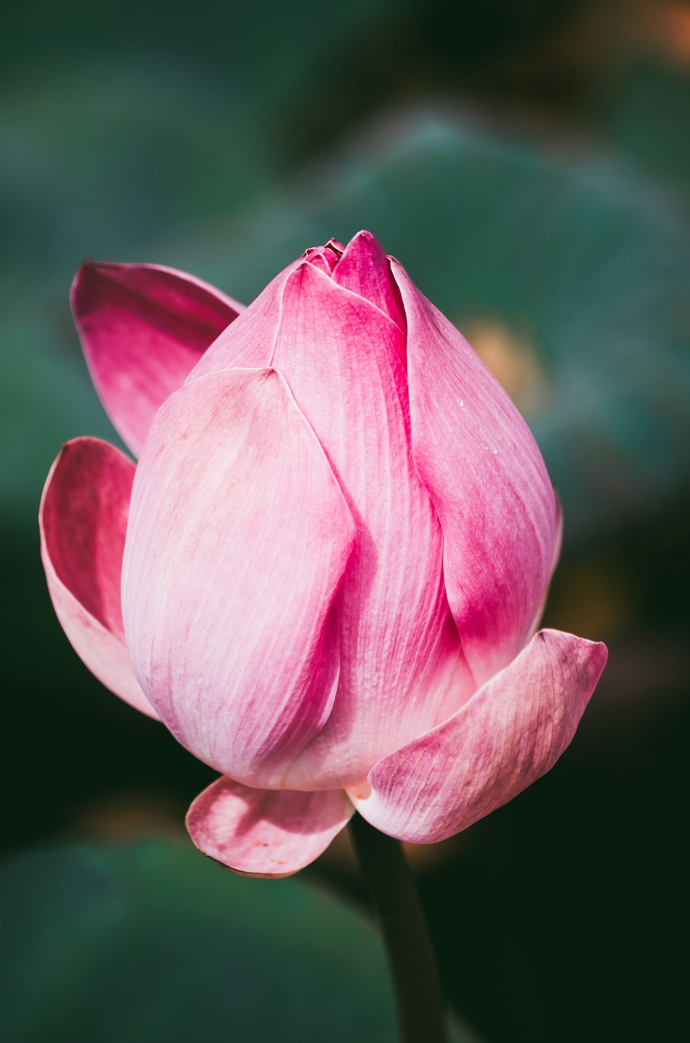 pink petal flower