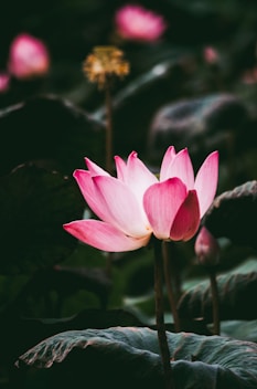 blooming pink lotus flowers