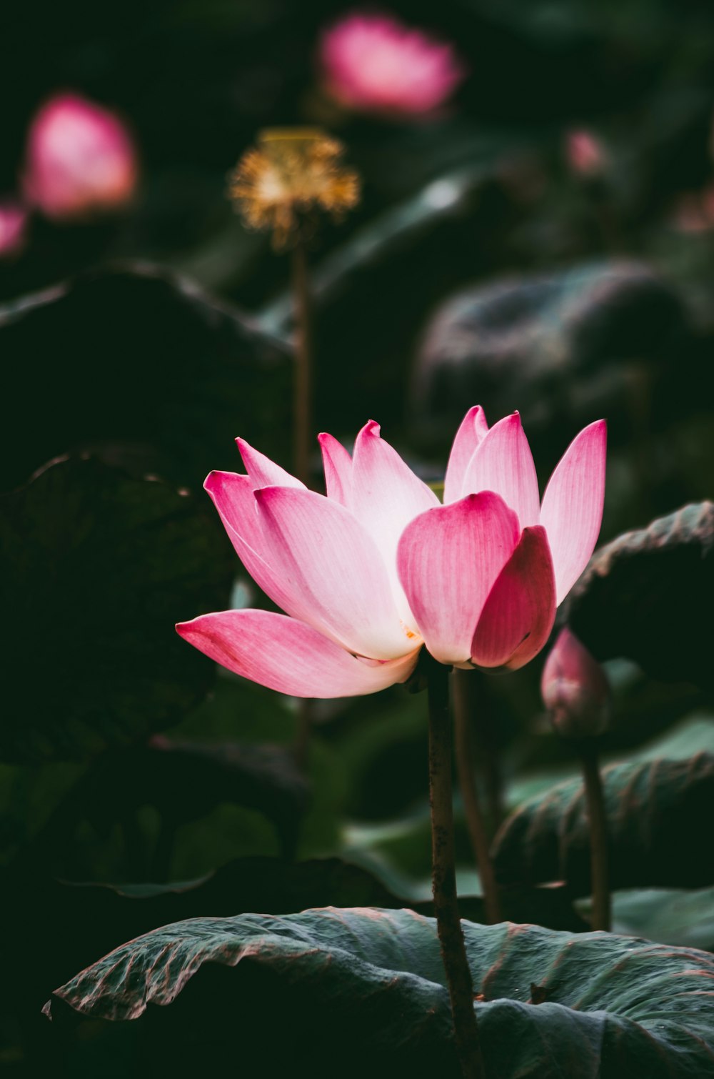 blooming pink lotus flowers