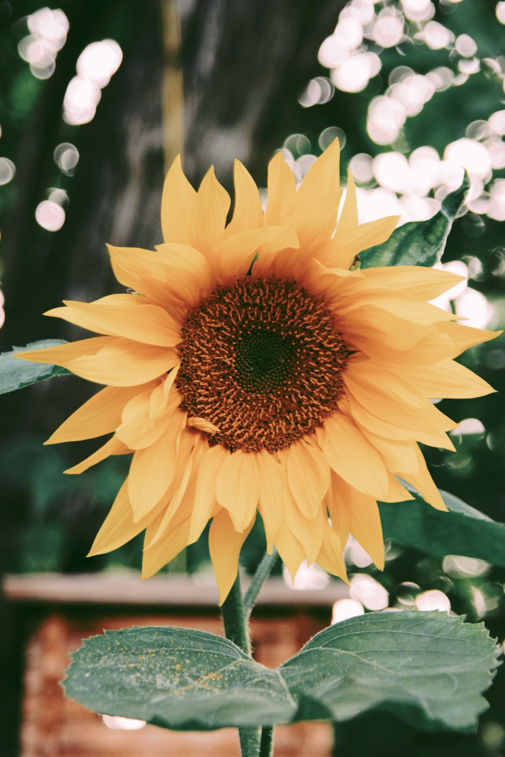 close-up photography of yellow sunflower