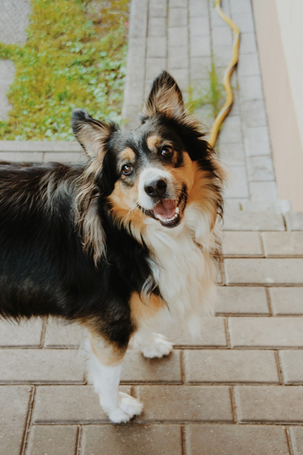 dog looking upward