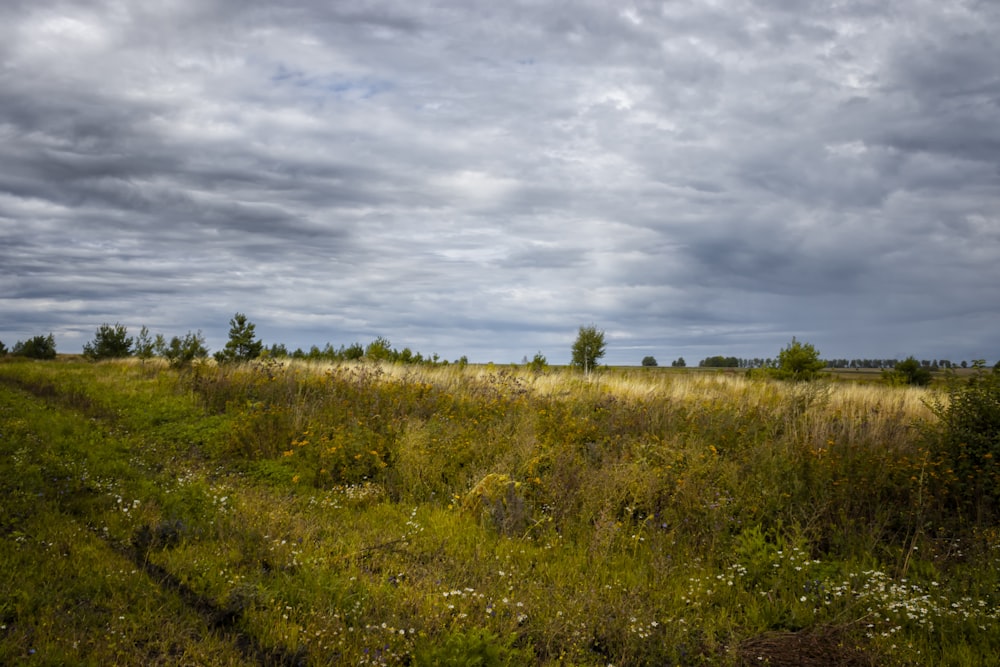 green grass field during daytime