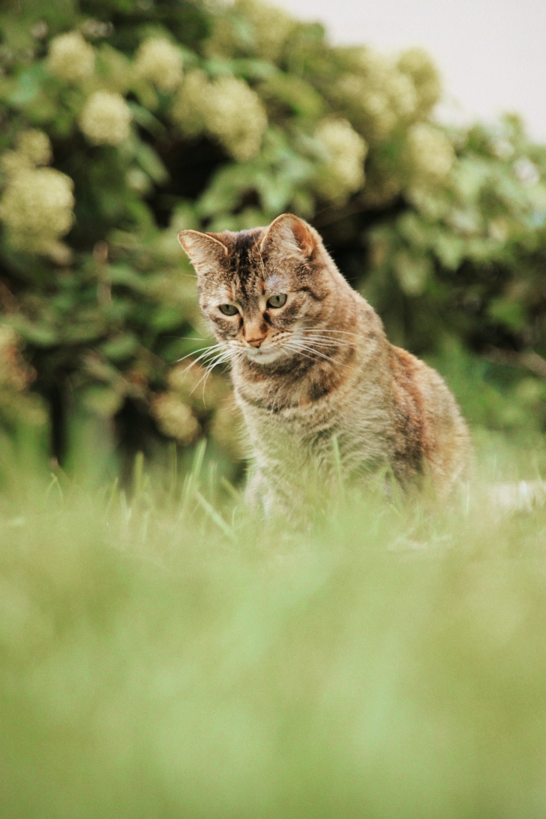 shallow focus photo of brown cat