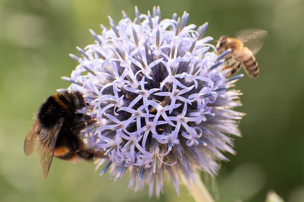 bumble bee and honey bee perching on round blue flowers