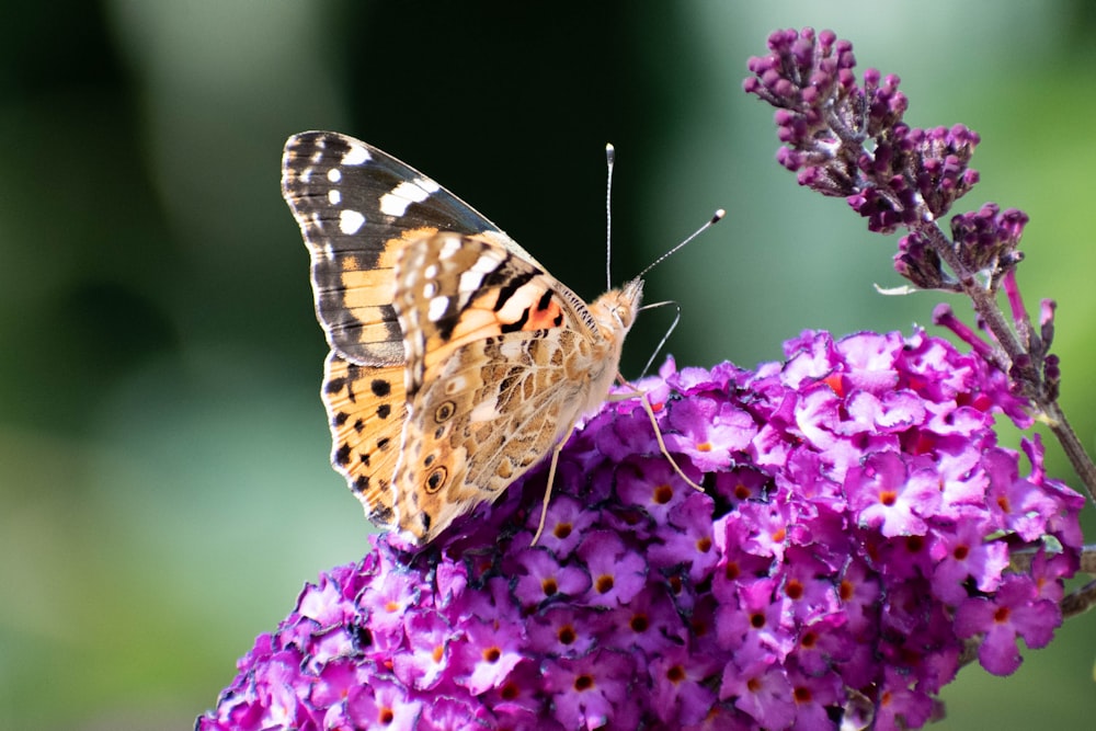 painted lady butterfly perched on purple flower bloom during daytime